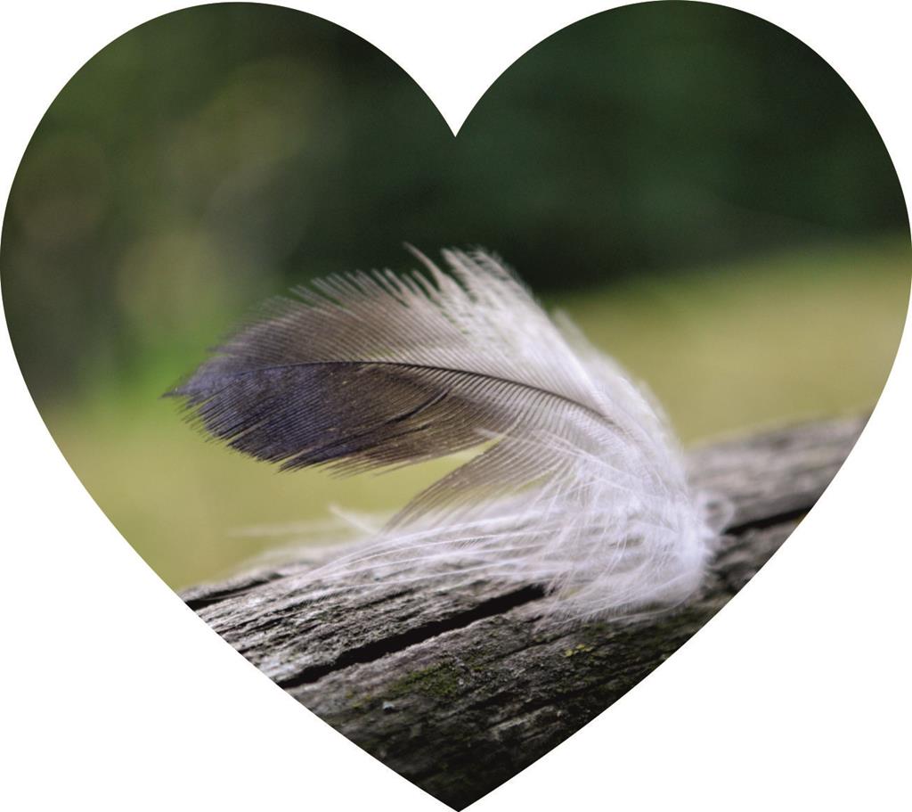 Foliebemblem 'Herz - Feder'